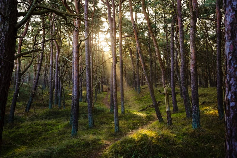 Forest Glade