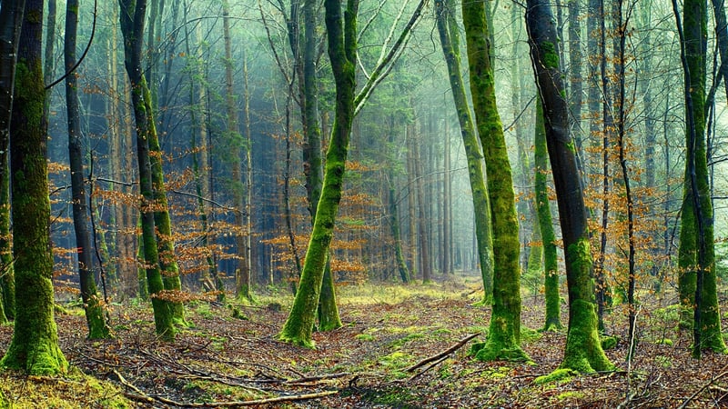 Moss and Greenery